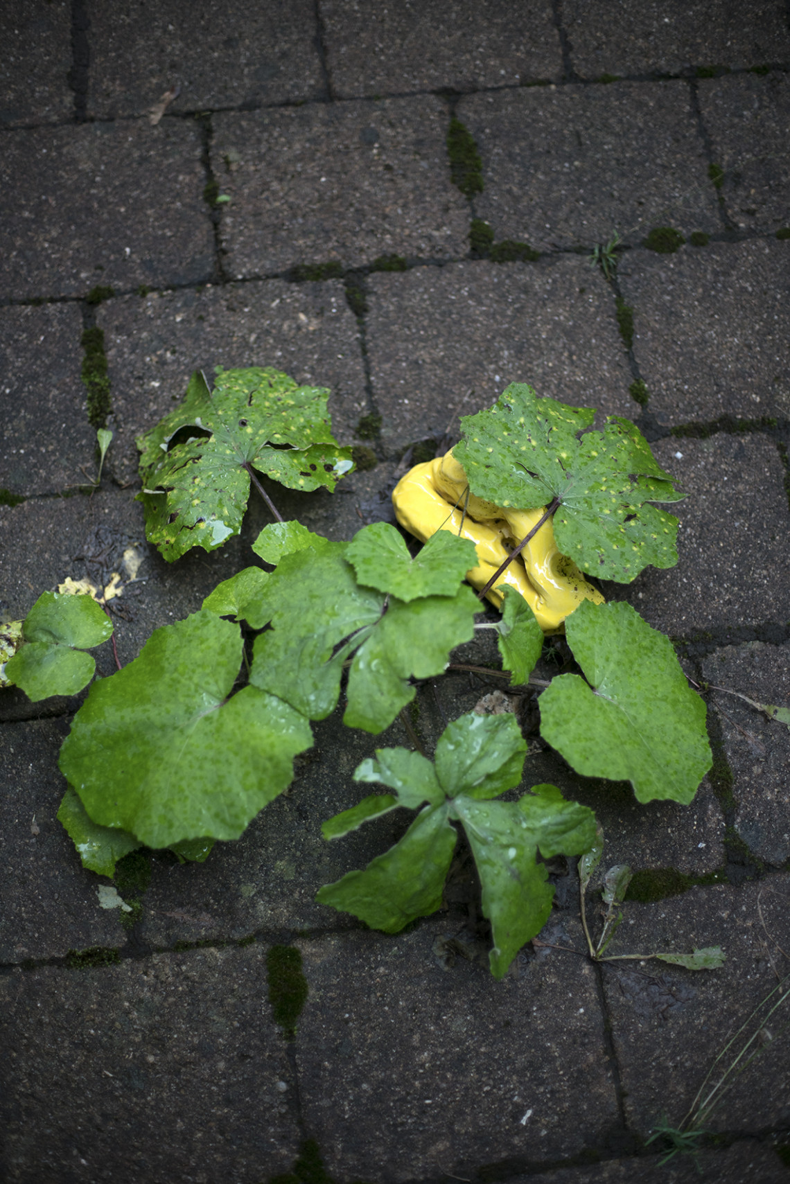 gelber Klumpen unter grüner Blattpflanze auf Pflastersteinen